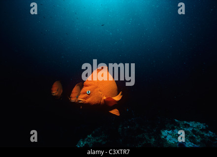 Garibaldi (Hypsypops Rubicundus), Fisch Kalifornien, Schwimmen in einem Kelpwald. Southern California, USA. Pazifik Stockfoto