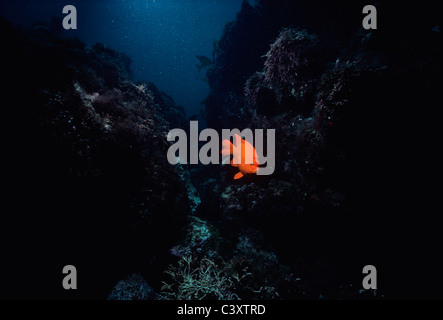 Garibaldi (Hypsypops Rubicundus), Fisch Kalifornien, Schwimmen in einem Kelpwald. Southern California, USA. Pazifik Stockfoto