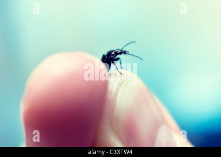 menschliche Finger halten den Käfer closeup Stockfoto