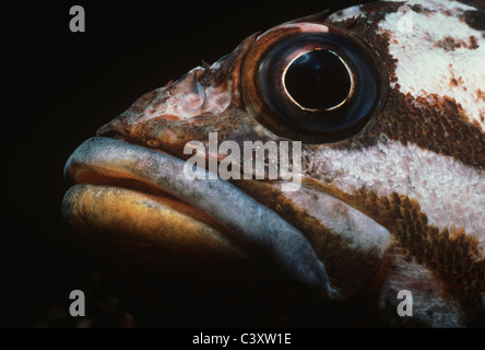 Gesicht von einer Kupfer-Drachenköpfe (Sebastes Caurinus). Kanalinseln, California. Pazifischen Ozean. Stockfoto