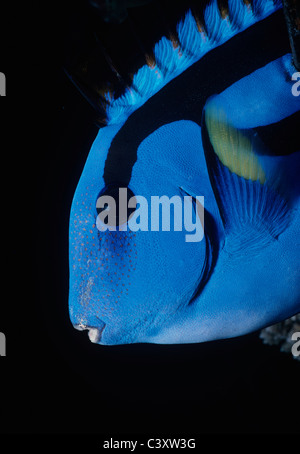 Leiter des Indo-pazifischen Bluetang (Paracanthurus Hepatus). Great Barrier Reef, Australien. Coral Sea. Stockfoto