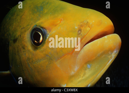 Nahaufnahme eines Orangespotted Trevally (Carangoides Bajad). Ägypten, Rotes Meer. Stockfoto