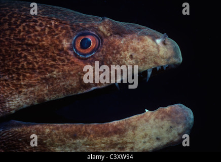 Riesen-Muräne (Gymnothorax Javanicus) mit seinem Mund natürlich agape. Ägypten, Rotes Meer. Stockfoto