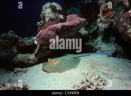 Giftige Bluespotted Ribbontail Stingray (Taeniura Lymma) ruht auf Korallenriff. Ägypten, Rotes Meer. Stockfoto