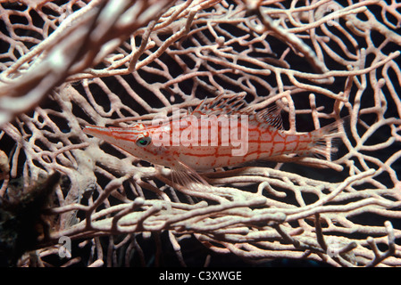 Ein Longnose Hawkfish (Oxycirrhitus Typus) rets auf Gorgonien Korallen. Ägypten, Rotes Meer Stockfoto