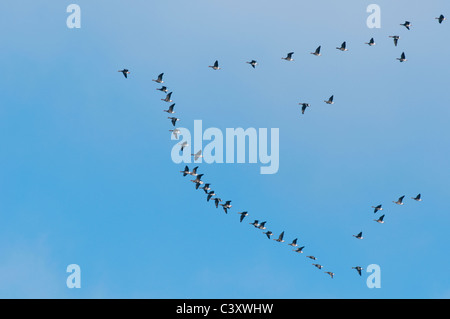 Eurasische White – Anser Gans (Anser Albifrons Albifrons) im Flug, Kent, England, Winter. Stockfoto