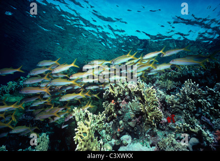 Yellowfin Goatfish (Mulloides guentheri) Schulbildung am Korallenriff. Ägypten, Rotes Meer. Stockfoto