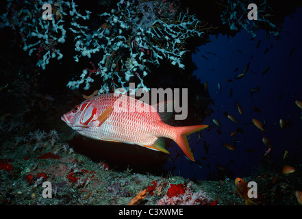 Ein Squirrelfish (Holocentridae) schwimmt inmitten kleiner Goldfisch farbigen Anthias (Anthiinae) an der Mündung einer Höhle im Roten Meer. Stockfoto