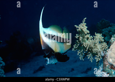 Paar rote Meer Bannerfish (Heniochus Intermedius), auch bekannt als maurischen Idole. Ägypten, Rotes Meer. Stockfoto