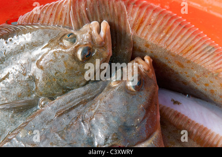 Erwischt Yellowtail Flunder (Limanda Ferruginea) in einem orangefarbenen Eimer sortiert. Stellwagon Bank, New England, Atlantik. Stockfoto