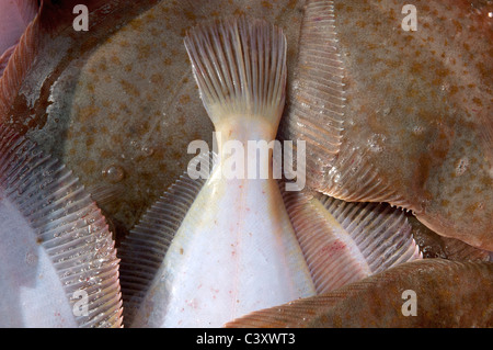 Gefangenen Gelbschwanz Flunder (Limanda Ferruginea) in einem Haufen auf dem Bootsdeck Angeln, nach Größe sortiert werden. Stellwagon Bank Stockfoto