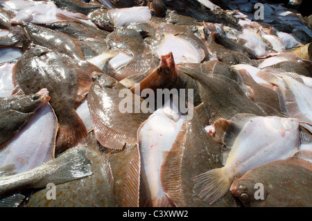 Gefangenen Gelbschwanz Flunder (Limanda Ferruginea) in einem Haufen auf dem Bootsdeck Angeln, nach Größe sortiert werden. Stellwagon Bank Stockfoto