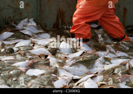 Gefangenen Gelbschwanz Flunder (Limanda Ferruginea) in einem Haufen auf dem Bootsdeck Angeln, nach Größe sortiert werden. Stellwagon Bank Stockfoto