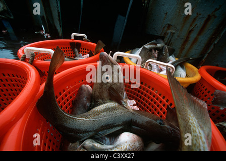 Kabeljau (Gadus Morhua) auf dem Deck der Fischerei Dragger sortieren. Stellwagon Bank, New England, Atlantik. Stockfoto