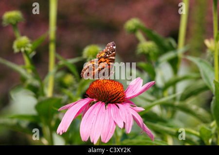 Amerikanische Dame Schmetterling (Vanessa Virginiensis) Fütterung auf einen Sonnenhut (Echinacea SP.) im New Yorker Central Park Stockfoto