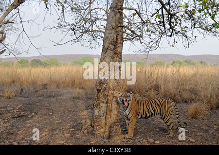 Radio Kragen Tigerin Anzeige Flehman Verhalten in Ranthambhore National Park, Rajasthan, Indien. Stockfoto