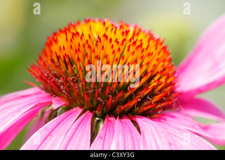 Sonnenhut (Echinacea SP.) im New Yorker Central Park Stockfoto