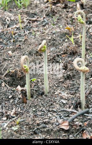 Nahaufnahme einer einzigen Ausdrehen junge Wedel im Frühling. Stockfoto