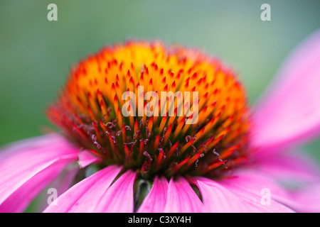 Sonnenhut (Echinacea SP.) im New Yorker Central Park Stockfoto