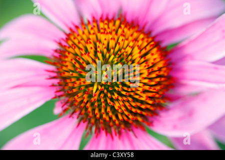 Sonnenhut (Echinacea SP.) im New Yorker Central Park Stockfoto