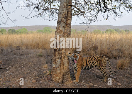 Radio Kragen Tigerin Anzeige Flehman Verhalten in Ranthambhore National Park, Rajasthan, Indien. Stockfoto