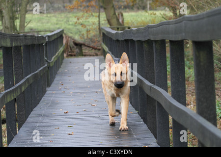 Elsässische Hund auf Steg Stockfoto