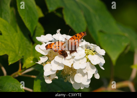 Fragezeichen Schmetterling (Polygonia Interrogationis) Fütterung auf eine Hortensie mit weißen Blumen in voller Blüte. Stockfoto