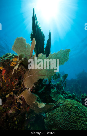 Gorgonien an einem tropischen Korallenriff mit Sonnenstrahlen von oben, Roatan, Honduras Stockfoto