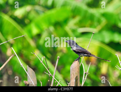 Unreife schwarze Drongo sitzt auf einem Bambus Pole Stockfoto