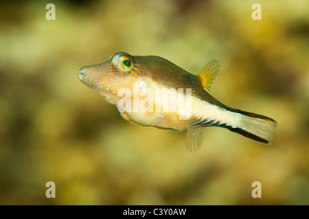 Scharfnasenhai Kugelfisch (Canthigaster Rostrata) an einem tropischen Korallenriff vor der Insel Roatan, Honduras. Stockfoto