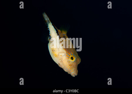 Scharfnasenhai Kugelfisch (Canthigaster Rostrata) an einem tropischen Korallenriff vor der Insel Roatan, Honduras. Stockfoto