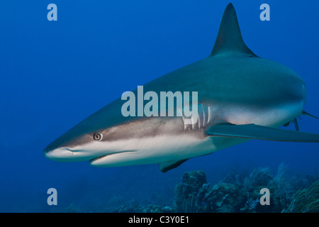 Riff-Hai (Carcharhinus Perezii) Jagd über ein tropisches Korallenriff vor der Insel Roatan, Honduras. Stockfoto