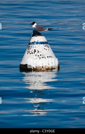 Profil von Seagull thront auf einer schwimmenden Boje mit Reflexion über tiefblaues Wasser Stockfoto