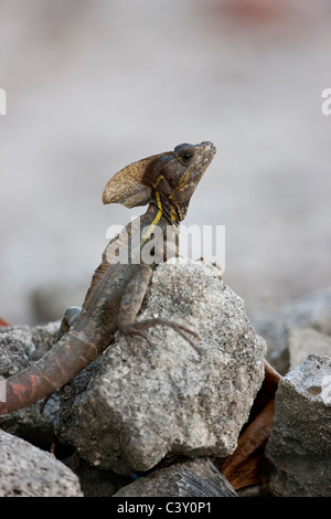 Brauner Basilisk (Basiliskos Vittatus) auch bekannt als die gestreiften Basilisk, Stockfoto