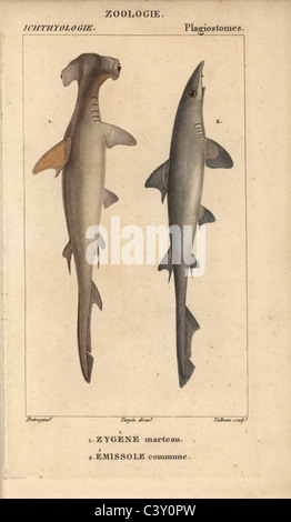 Hammerhai und glatte houndshark Stockfoto