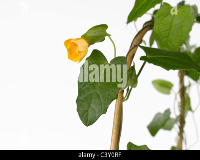 Thunbergia Black-Eyed Susan Weinstock Spalier Stockfoto