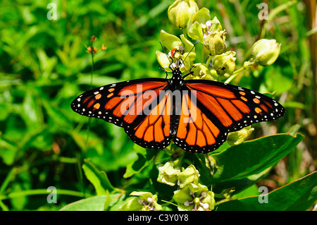Monarch-Wirtspflanze Stockfoto