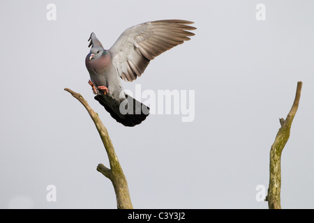 Hohltaube Columba Oenas fliegen von Barsch Stockfoto