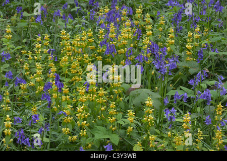 Gelbe Erzengel Lamiastrum Galeobdolon und Glockenblumen Zusammenwachsen im Frühjahr Woodland Stockfoto