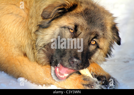 Kaukasischer Schäferhund-Hund Knochen im Winter Essen Stockfoto