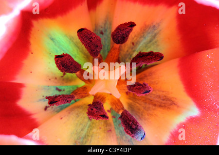 Nahaufnahme in rote Tulpe mit Staubgefäße und Stempel Stockfoto