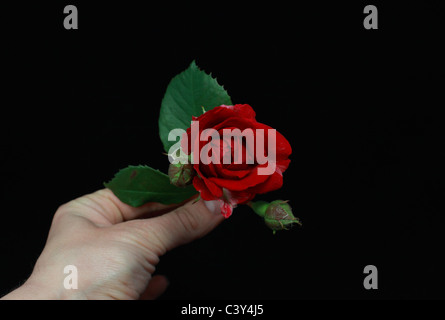 schöne rote rose in der Hand, isoliert auf schwarz Stockfoto