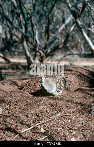 Malleefowl (Leipoa Ocellata) männlich auf seinem Nest, Australien Stockfoto
