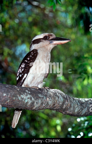 Laughing Kookaburra / Lachen Jackas / Giant Eisvogel (Dacelo Gigas / Dacelo Novaeguineae) in Eukalyptus Wald Australien Stockfoto