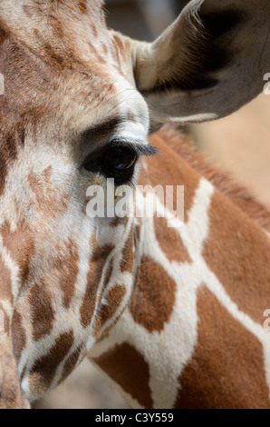 Netzartige Giraffe (Giraffa Plancius Reticulata) closeup Stockfoto