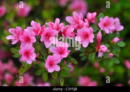 Die schönen Blumen von einem Rosa Azalee UK Stockfoto