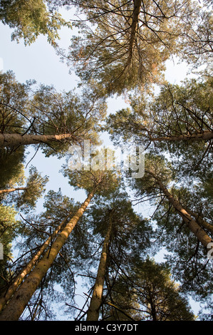 Durch hohen Kiefern nachschlagen Stockfoto