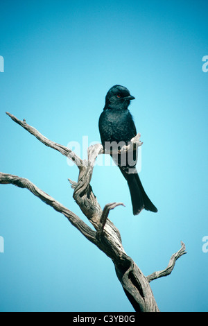Gabel-tailed Drongo (Dicrurus Adsimilis: Dicruridae) in der Wüste, Südafrika Stockfoto