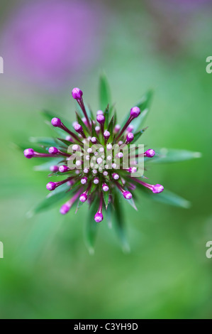 Phuopsis Stylosa. Kaukasische Crosswort Blumen Stockfoto