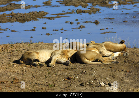 Sleepy Lion liegen an einer Wasserstelle Stockfoto